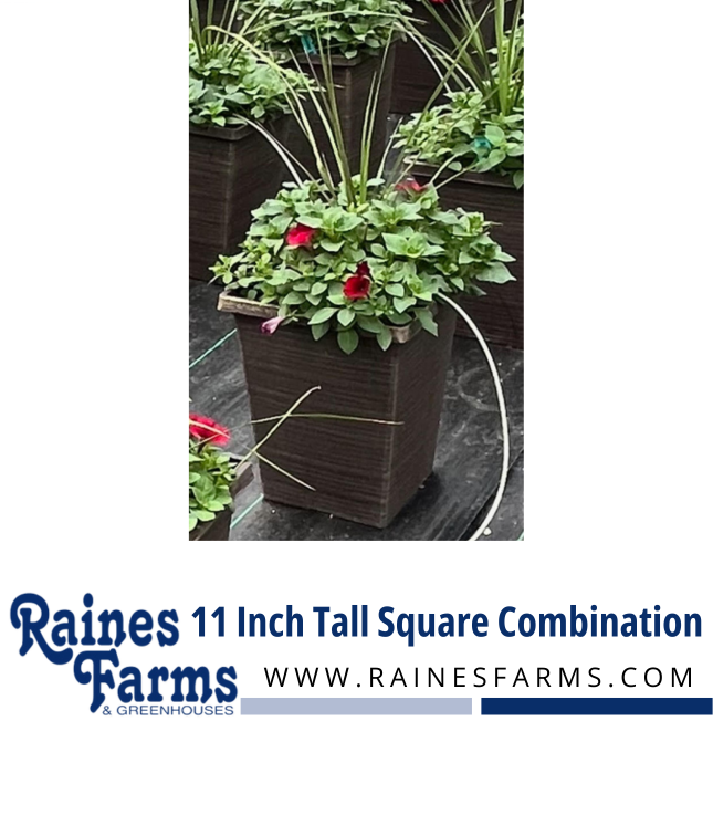 11 Inch Tall Combo Square